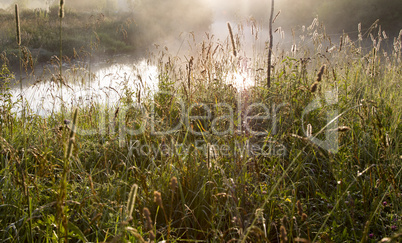 grass against the morning mist