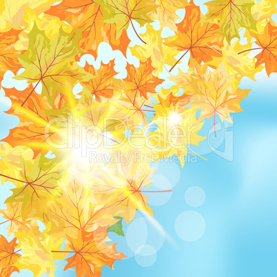 Autumn maple background