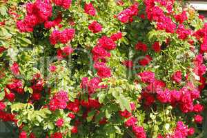 Kletterrose (Rosa filipes)