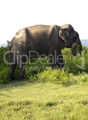 Portrait of an indian elephant eating grass