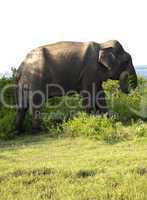Portrait of an indian elephant eating grass