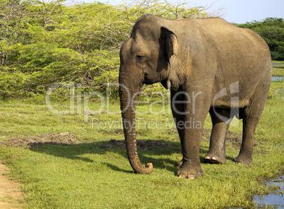 Portrait of an indian elephant in the National Park