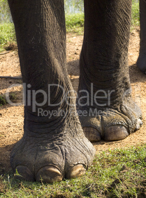 Closeup of feet of an elephant