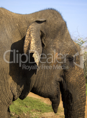 Closeup of an indian elephant