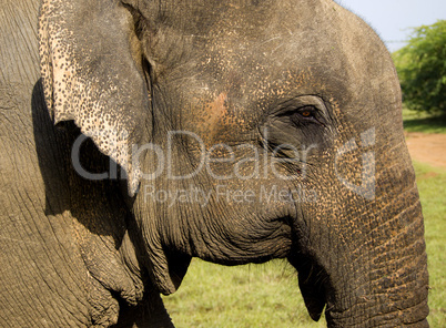 Closeup of an indian elephant