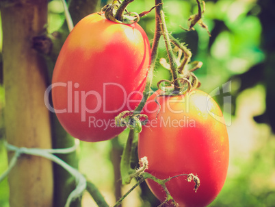 Retro look Tomato