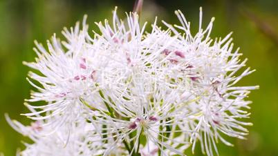 kugelblume