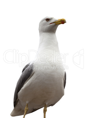 Seagull isolated on white background