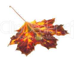 Autumn yellowed maple-leaf