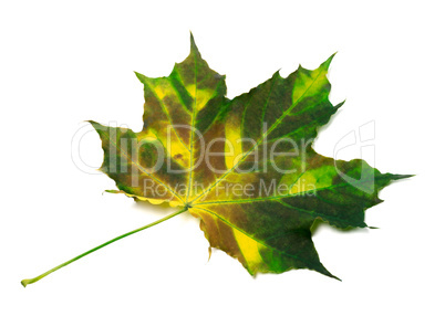 Multicolorl maple leaf