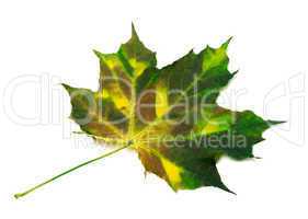 Multicolorl maple leaf