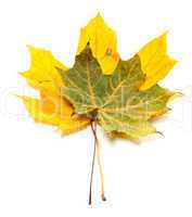 Two autumn maple-leaf