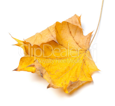 Autumn yellow maple leaf