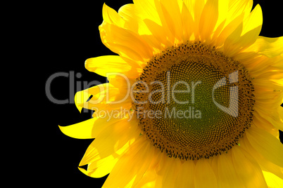 Sunflower isolated on black background