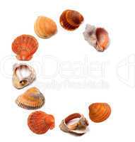 Letter C composed of seashells