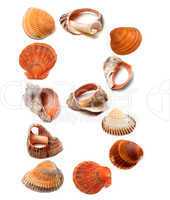 Letter B composed of seashells