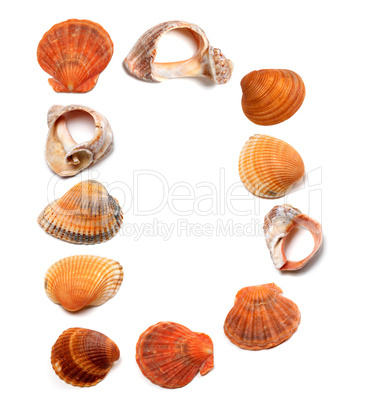 Letter D composed of seashells