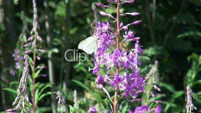 Butterfly on Ivan-tea