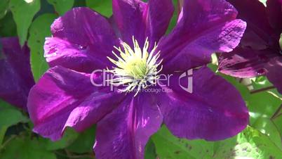 clematis