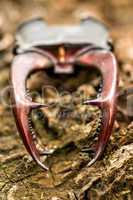 Stag beetle ( Lucanus cervus) horn