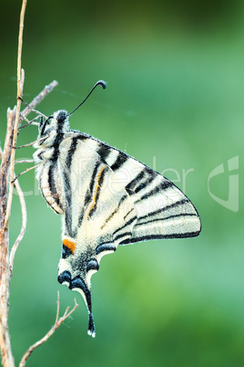 Beautiful swallowtail (Papilio machaon )