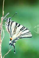 Beautiful swallowtail (Papilio machaon )