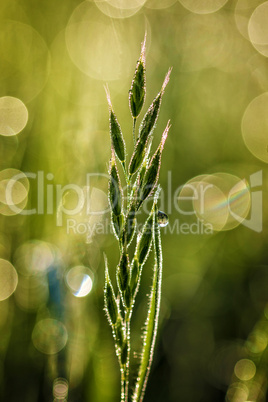 Green grass at the morning