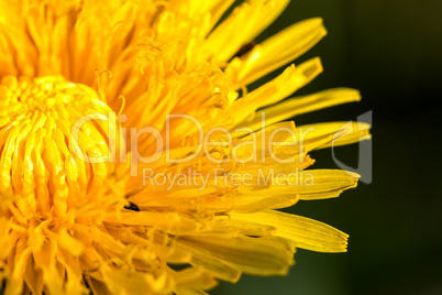 Dandelion