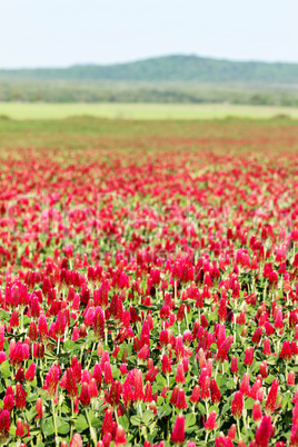 Crimson clover flower field