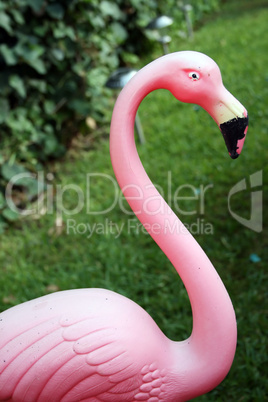 Pink Flamingo