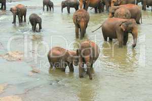 Elefanten im Fluss