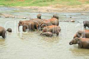 Elefanten nehmen ein Bad