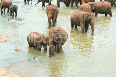 Elefantenherde im Fluss