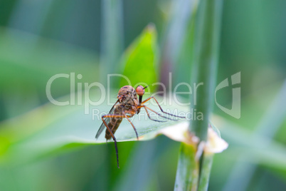 Fliege auf einem Blatt