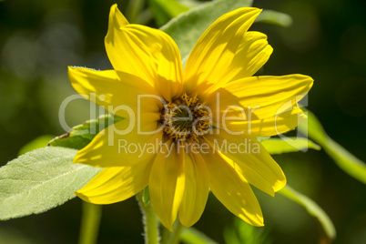 Sunflower Sunflower