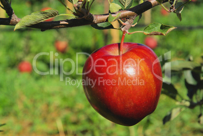 Apfel am Baum - apple on tree 135