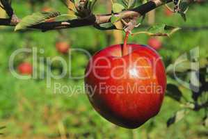 Apfel am Baum - apple on tree 135