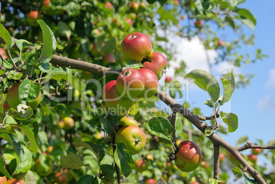 Apfel am Baum - apple on tree 87