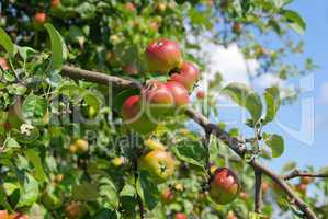Apfel am Baum - apple on tree 87