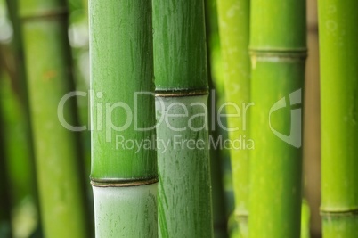 Bambus - bamboo 48