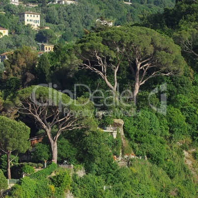 Camogli Pinien - Camogli Pine 02