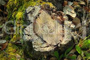 Korkeiche - cork oak 23