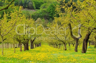 Wachau Marillenbaeume - Wachau apricot trees 01