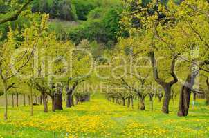 Wachau Marillenbaeume - Wachau apricot trees 01
