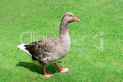 gray goose on green meadow