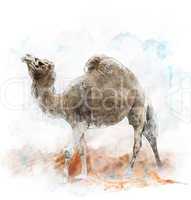 Watercolor Image Of  Single-Humped Camel