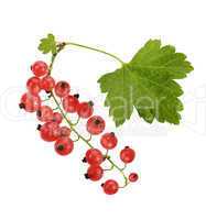 Red Currant With Leaves