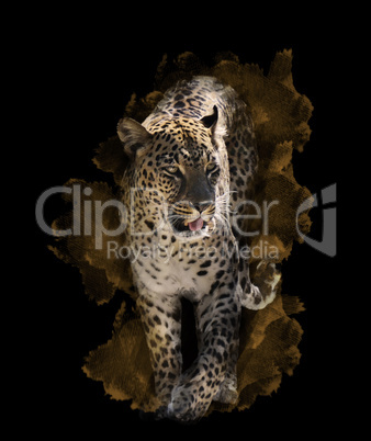 Watercolor Image Of  Leopard
