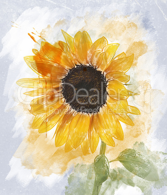 Watercolor Image Of  Sunflower