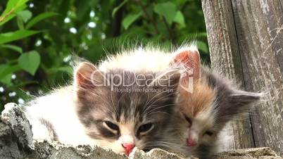 two kittens alert